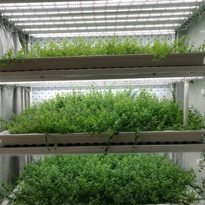 鉄蓋 水育垂直農業コンテナ 先進技術付き温室