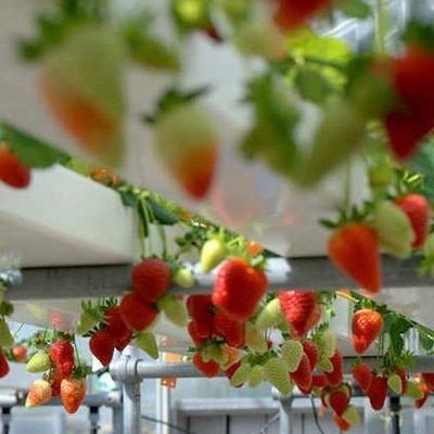 鉄蓋 水育垂直農業コンテナ 先進技術付き温室