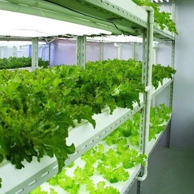 鉄蓋 水育垂直農業コンテナ 先進技術付き温室