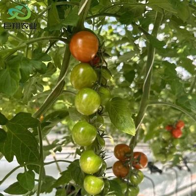 水育植木 野菜/トマト 200 マイクロンフィルムカバーのためのマルチスペン温室