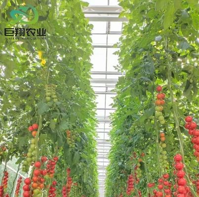 アメリカ 通貨 ジュキヤン 農業 NFT 水栽培システム 野菜のためのガラス温室