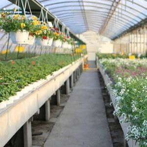 マルチスパン水栽培システム 農場用フィルム温室パッケージ 総重量2000.000kg