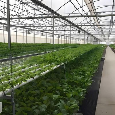マルチスパン水栽培システム 農場用フィルム温室パッケージ 総重量2000.000kg