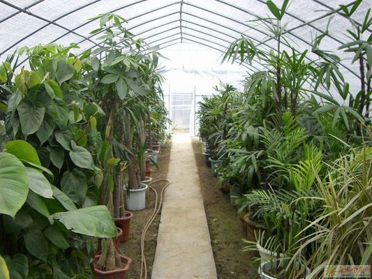 鉄鋼構造の水力栽培農場フィルム温室と30日間の返金