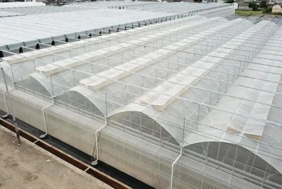 鉄鋼構造の水力栽培農場フィルム温室と30日間の返金