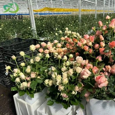 US 40/Piece サンプル PCサイド/ポリハウスとPE屋根温室 野菜栽培