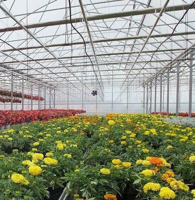 温室野菜栽培の性能のための単パンの水分栽培システム