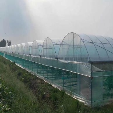 温室野菜栽培の性能のための単パンの水分栽培システム