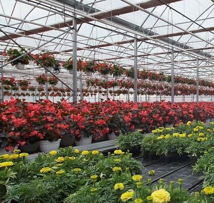 温室野菜栽培の性能のための単パンの水分栽培システム