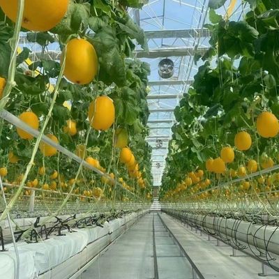 水力栽培の野菜 温室 二重層と屋根のガラス温室