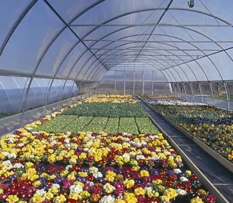 温室野菜栽培の性能のための単パンの水分栽培システム