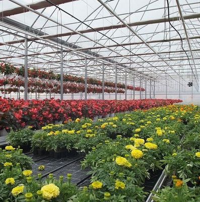 温室野菜栽培の性能のための単パンの水分栽培システム
