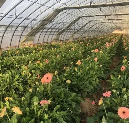 多スパン ジュキョン 水育システム 湿度温室 花のための温室 返金