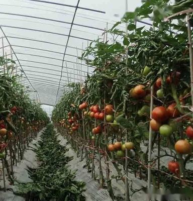 多スパン ジュキョン 水育システム 湿度温室 花のための温室 返金