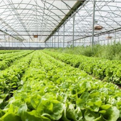 多スパン ジュキョン 水育システム 湿度温室 花のための温室 返金