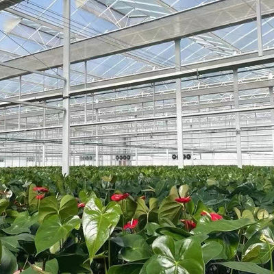 熱水加熱 多スパン種植ガラス温室 水栽培 ストロマル制御
