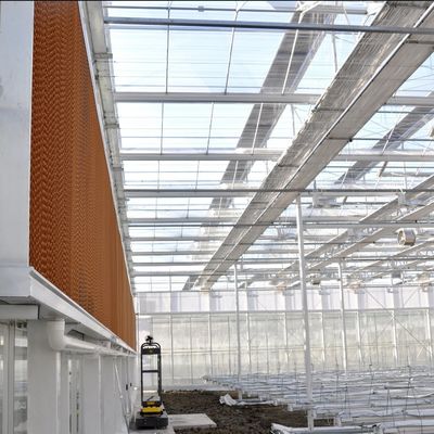 熱水加熱 多スパン種植ガラス温室 水栽培 ストロマル制御