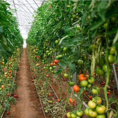 アメリカ合衆国 シングルアーチ水栽培温室 ペッパー生産パッケージ 総重量2000,000kg
