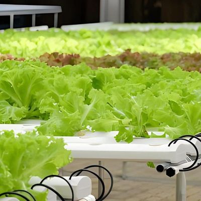 ベンロ様式屋根 多スパン制御湿度温室