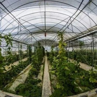 1209.00cm * 235.00cm * 239.00cm 野菜栽培のためのカスタマイズ可能なフィルム温室