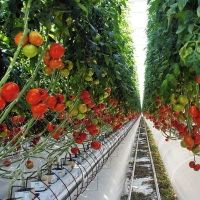 1209.00cm * 235.00cm * 239.00cm 野菜栽培のためのカスタマイズ可能なフィルム温室
