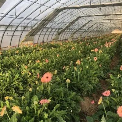 1209.00cm * 235.00cm * 239.00cm 野菜栽培のためのカスタマイズ可能なフィルム温室