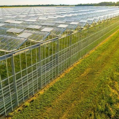 原産地 水栽培方法による野菜と花のガラス温室