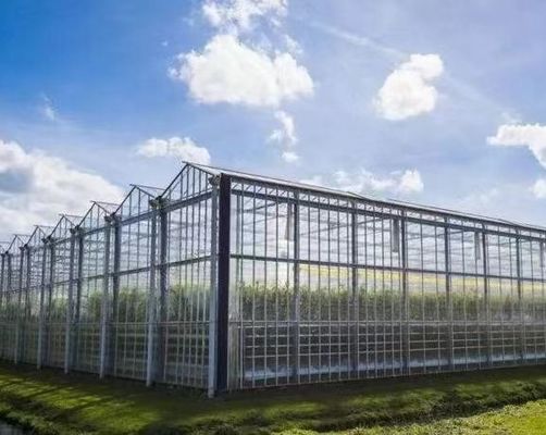 原産地 水栽培方法による野菜と花のガラス温室
