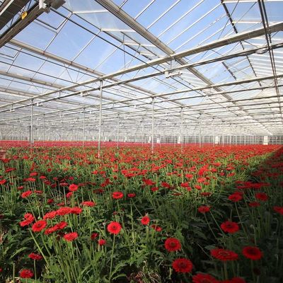 原産地 水栽培方法による野菜と花のガラス温室