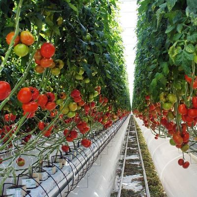 2000.000kg パッケージ 総重量 野菜栽培用 防水霧膜温室