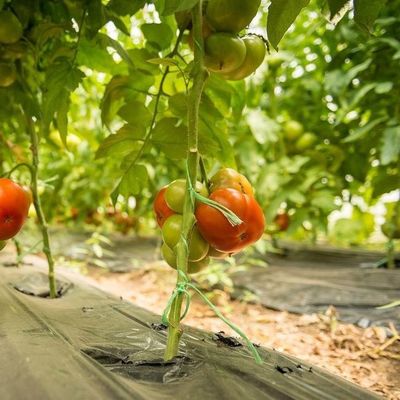 2000.000kg パッケージ 総重量 野菜栽培用 防水霧膜温室