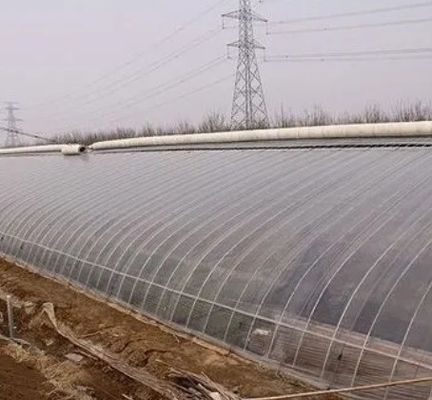 水産物市場用多スパン単パンの水力栽培トマト栽培温室