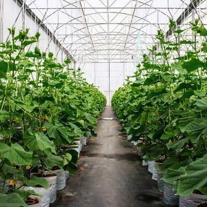 花を育てるための単弧温室 花の生産を増やす