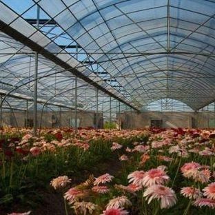 土のない栽培のための二層フィルム温室 トマト 黄瓜 花栽培