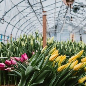 土のない栽培のための二層フィルム温室 トマト 黄瓜 花栽培