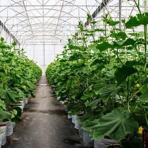双アーチペッパーとフラワー水育温室 多スパン屋根形
