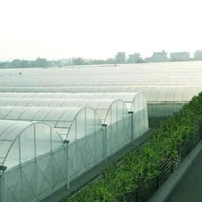 双アーチペッパーとフラワー水育温室 多スパン屋根形