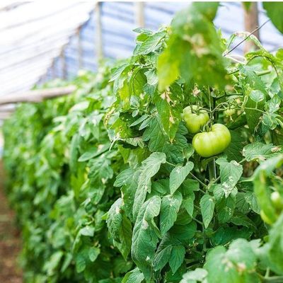 双アーチペッパーとフラワー水育温室 多スパン屋根形