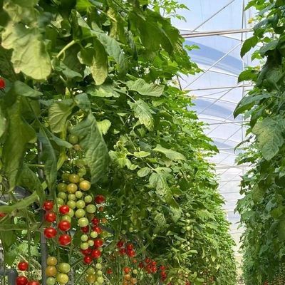 送料と納期を想定したヴェンロの多幅ガラス温室