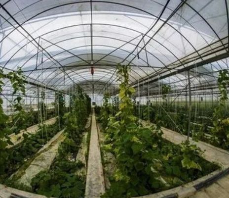 2000.000kg パッケージ 総重量 双弧温室用単調水栽培システム