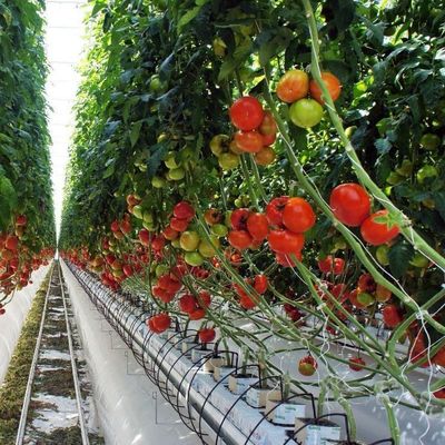 2000.000kg パッケージ 総重量 双弧温室用単調水栽培システム