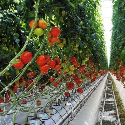温室 野菜や花を植えるための一時的な暖房フィルム 水育システム