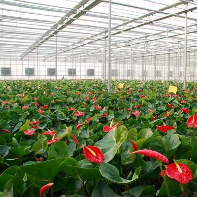 円形屋根温室における花の生産のための30日間の返帰霧防止システム