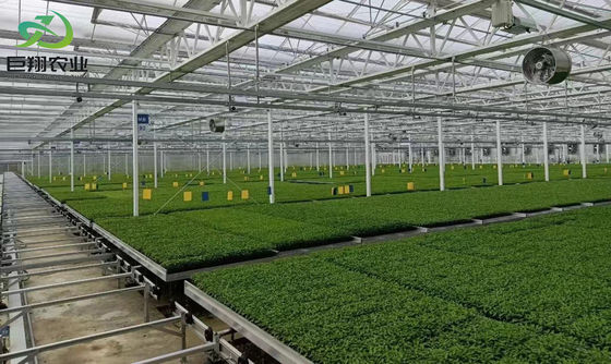オーダーメイドとパッケージサイズオプションの湿ったカーテン水栽培種植温室