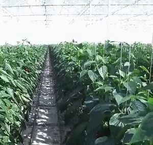単層または多層ジャンクシアン 二層フィルム温室 花の生産 緑