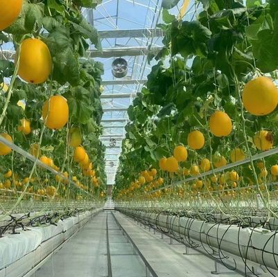 水素栽培方法によるペッパー生産のための鉄筋構造温室