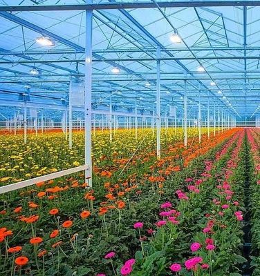 二重アーチ構造 - 混合農業生産ニーズのために作られた水力栽培温室