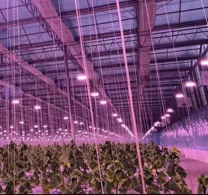 二重アーチ構造 - 混合農業生産ニーズのために作られた水力栽培温室