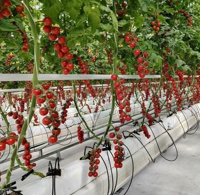 二重アーチ構造 - 混合農業生産ニーズのために作られた水力栽培温室