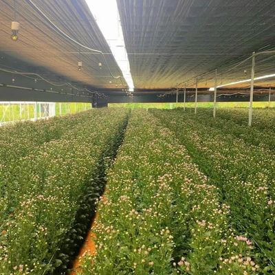 アメリカ合衆国/カナダ 鉄筋構造 野菜 植え付け 水栽培のための単弧温室